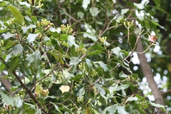 Syzygium aromaticum